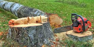 Best Arborist Consultation Services  in Lomira, WI