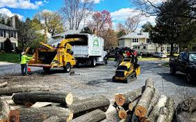 Best Tree Trimming and Pruning  in Lomira, WI