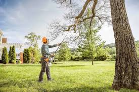 Best Tree Risk Assessment  in Lomira, WI