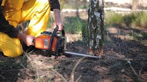 Best Lawn Maintenance Plans  in Lomira, WI