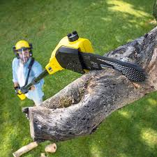 Best Tree Removal  in Lomira, WI