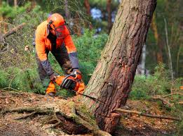 Best Hazardous Tree Removal  in Lomira, WI