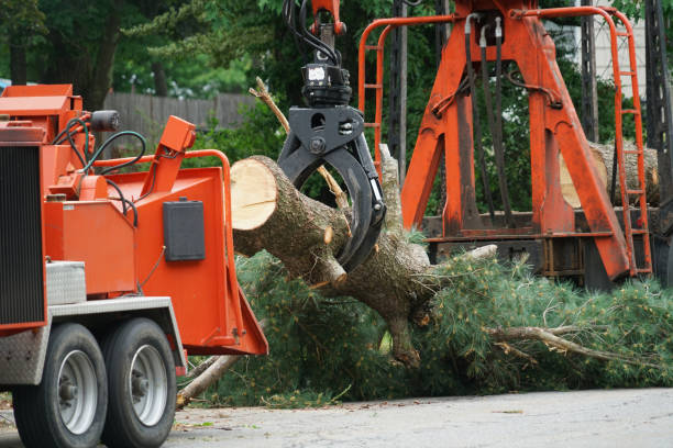 Best Aeration Services  in Lomira, WI